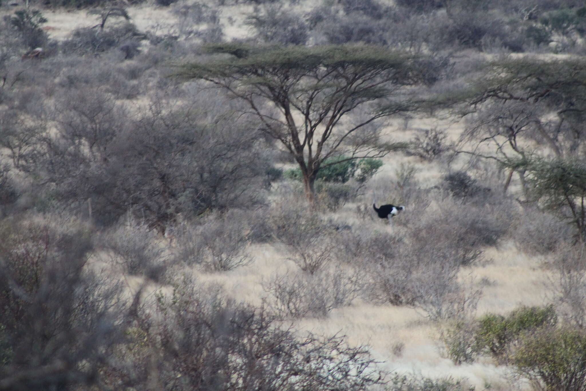 Image of Somali Ostrich