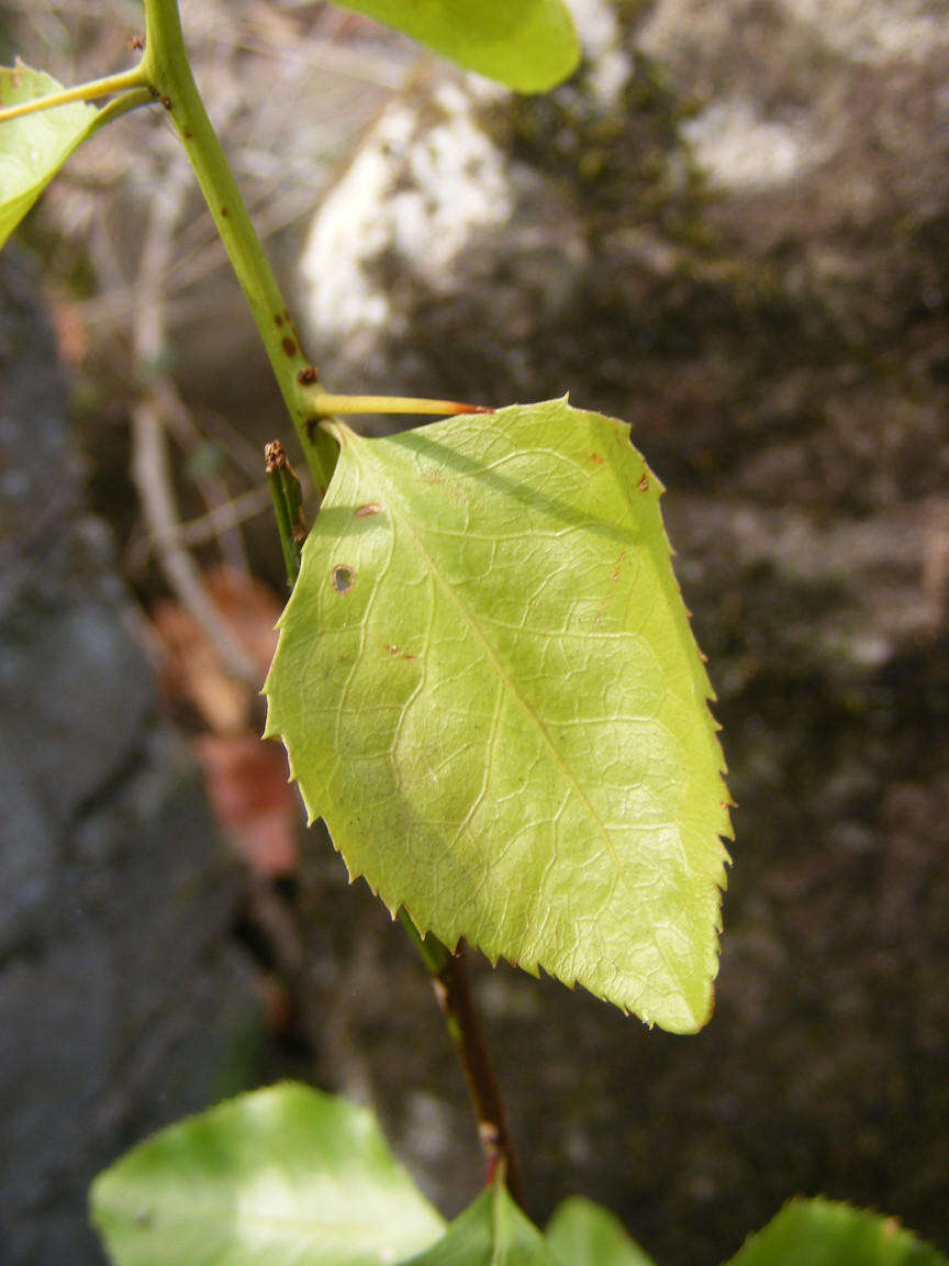 Image of Gymnosporia harveyana Loes.