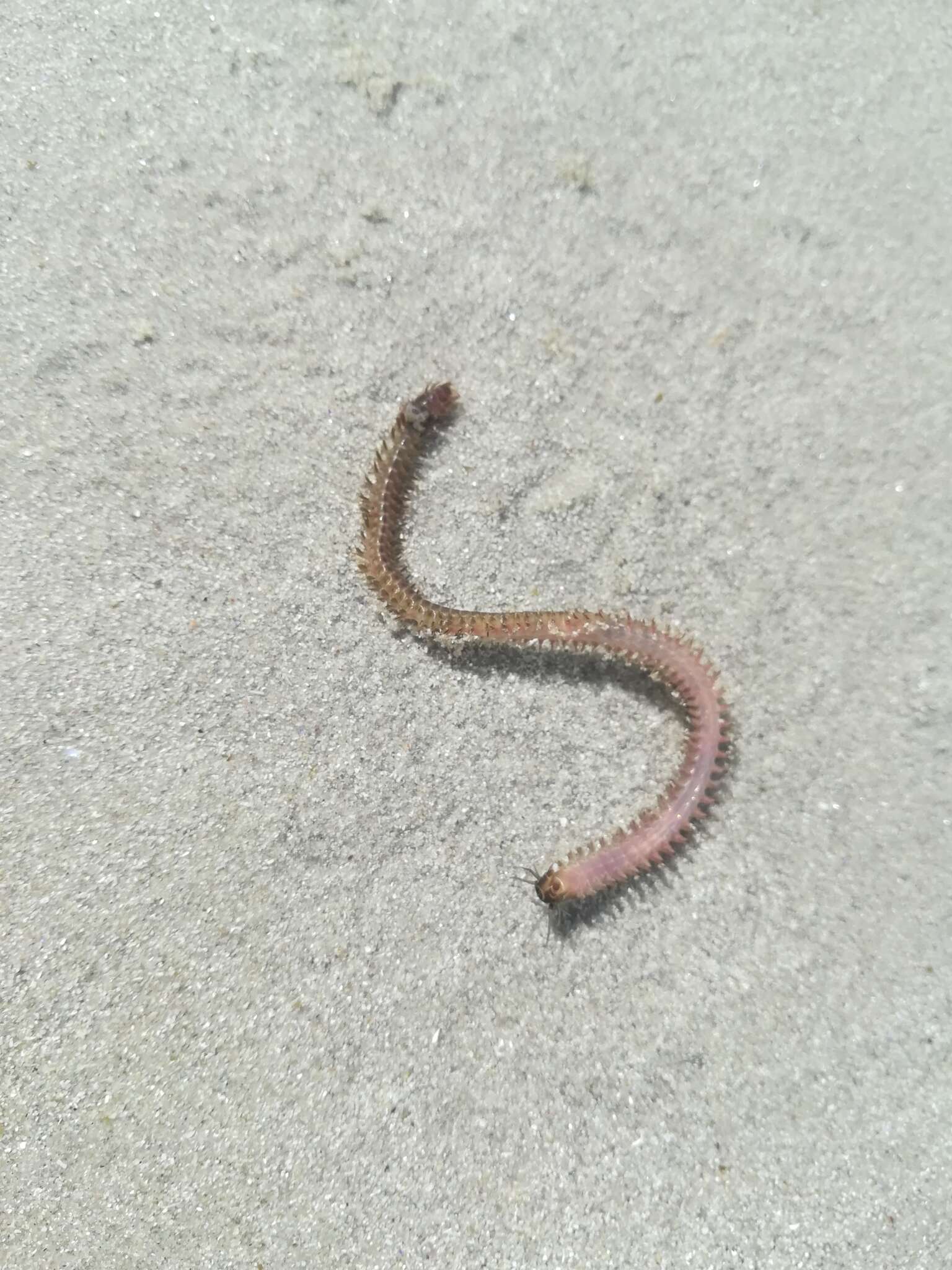 Image of mussel worm