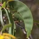Image of Acacia tumida F. Muell. ex Benth.