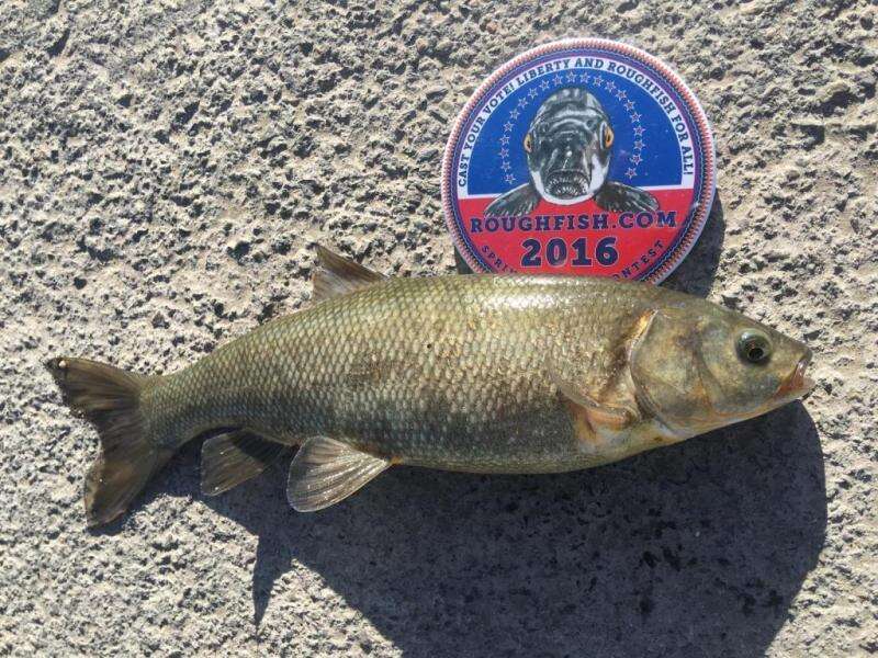 Image of Utah Chub