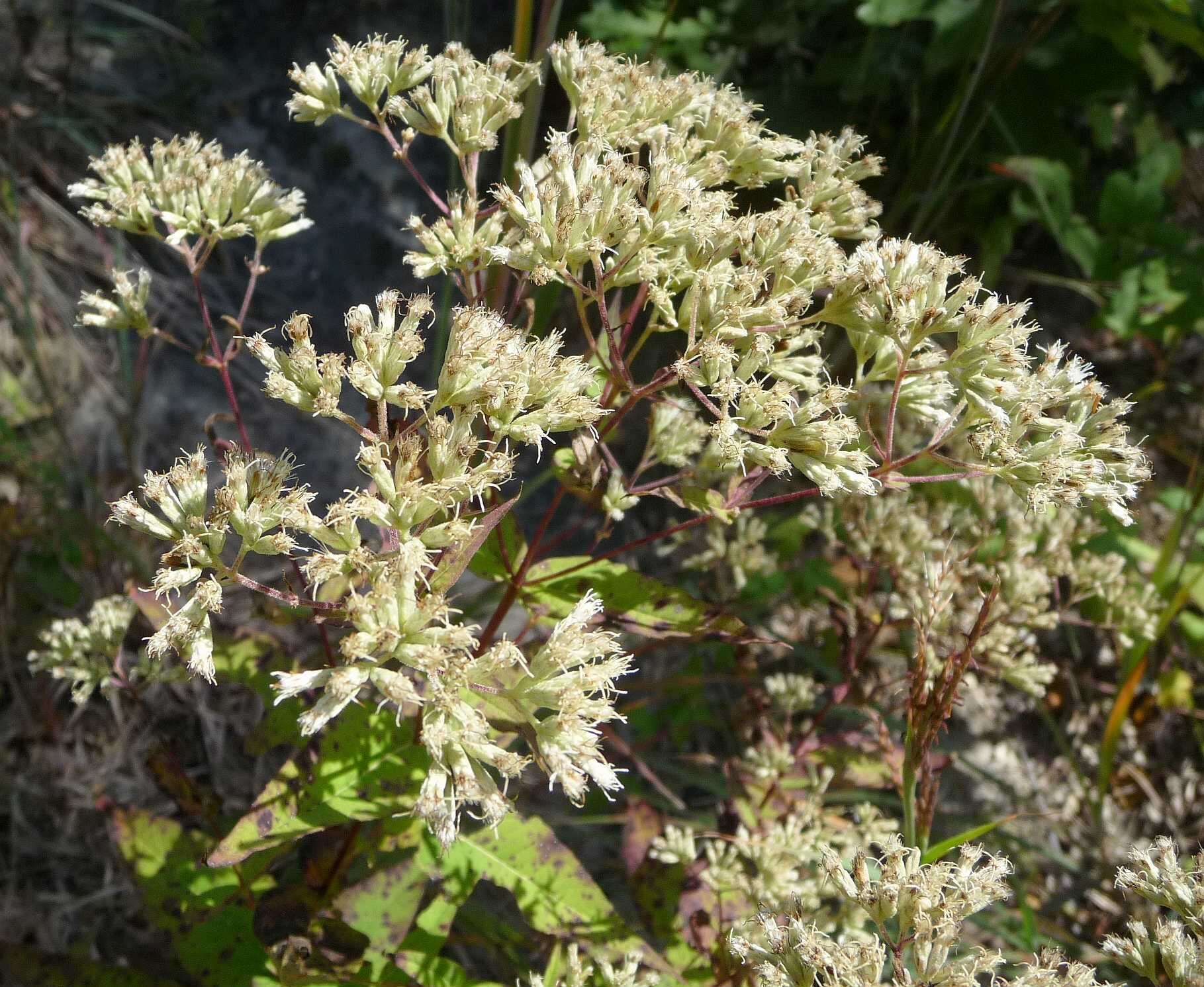 Plancia ëd Eupatorium sessilifolium L.