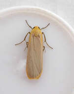 Image of buff footman