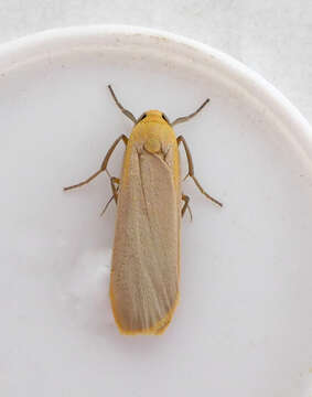 Image of buff footman