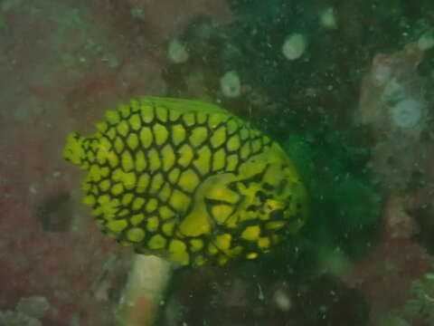 Image of pinecone fishes