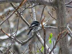 Image of Blue-capped Redstart