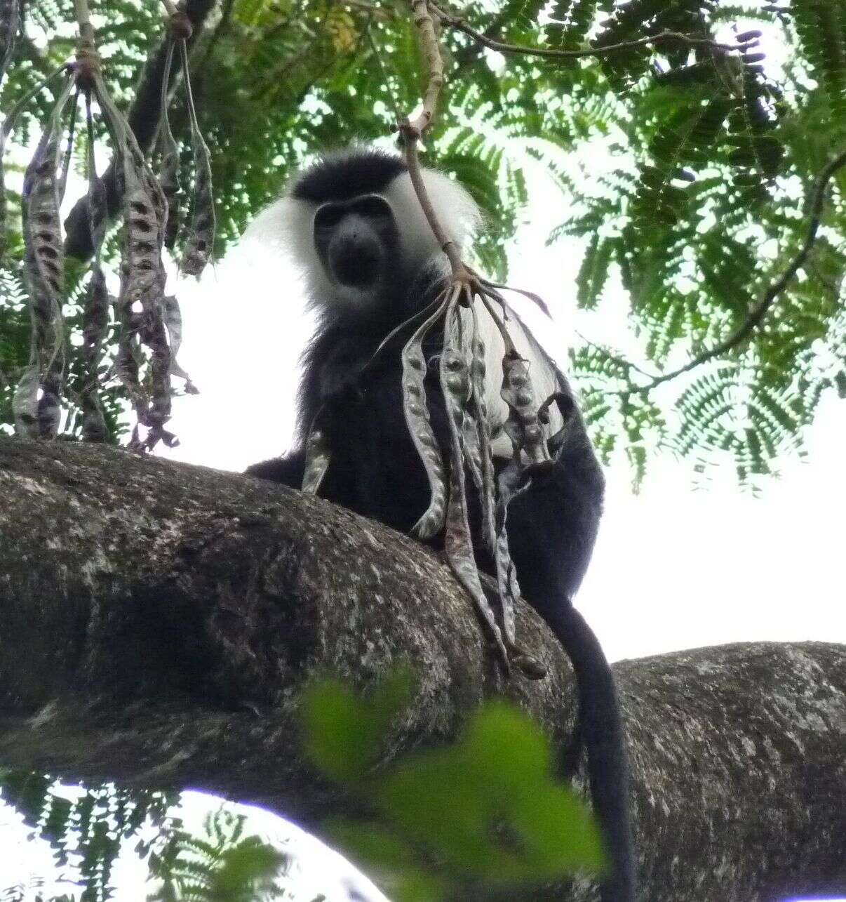 Imagem de Colobus angolensis Sclater 1860