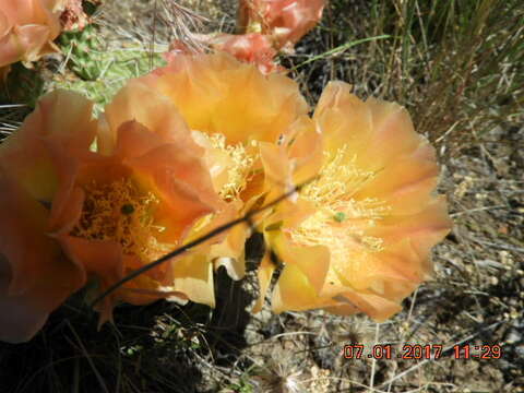 Image of hairspine pricklypear