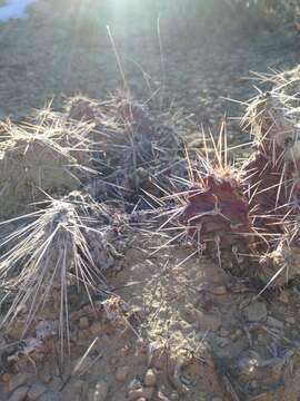 Image of Opuntia × debreczyi