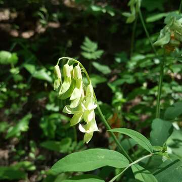 Lathyrus laevigatus subsp. occidentalis (Fisch. & C. A. Mey.) Breistr. resmi