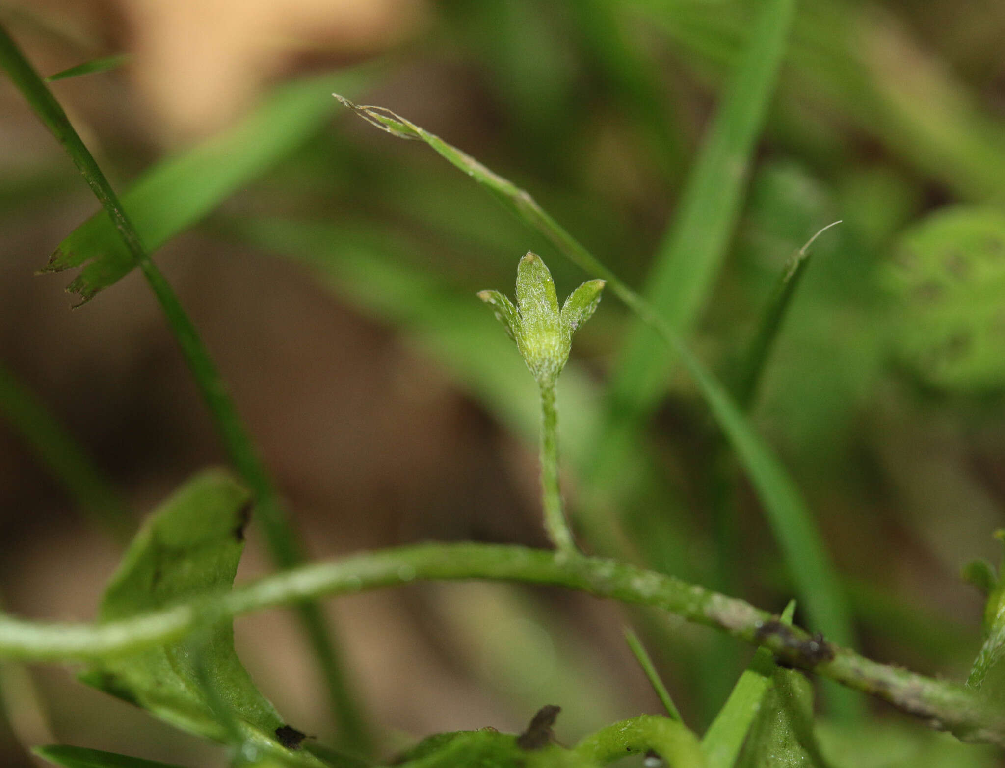 Слика од Myosotis secunda A. Murray