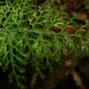 Hymenophyllum deplanchei Mett. ex Kuhn resmi