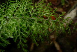 Image de Hymenophyllum deplanchei Mett. ex Kuhn