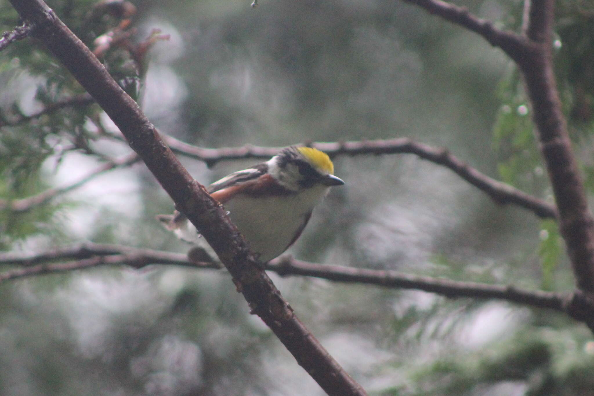 Image of Chestnut-sided Warbler