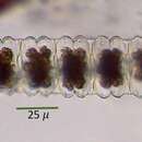 Image of Desmidium aptogonum