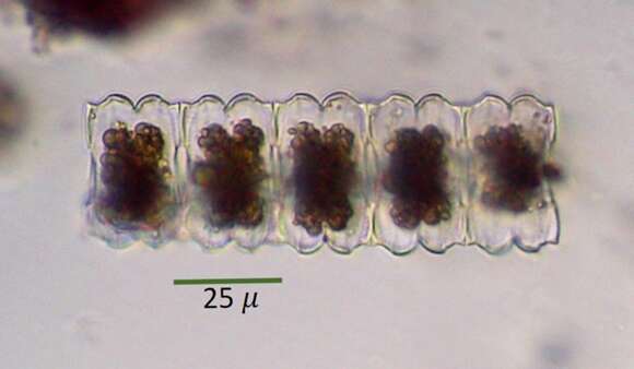 Image of Desmidium aptogonum