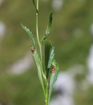 Image of Saw-leaved Moon-daisy