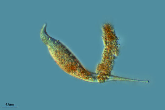 Image of Dileptus