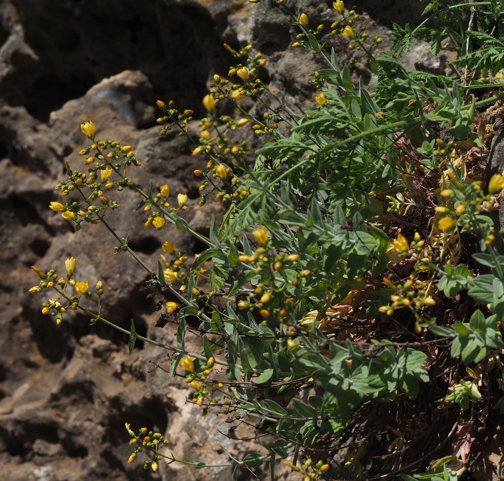 Image of Hypericum lanuginosum Lam.