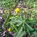 صورة Ranunculus fallax (Wimmer & Grab.) Schur