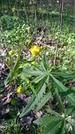 صورة Ranunculus fallax (Wimmer & Grab.) Schur