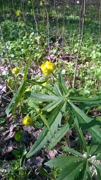 Ranunculus fallax (Wimmer & Grab.) Schur resmi