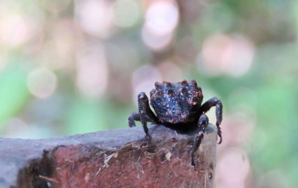 Image of Nechyrus incomptus Pascoe 1872