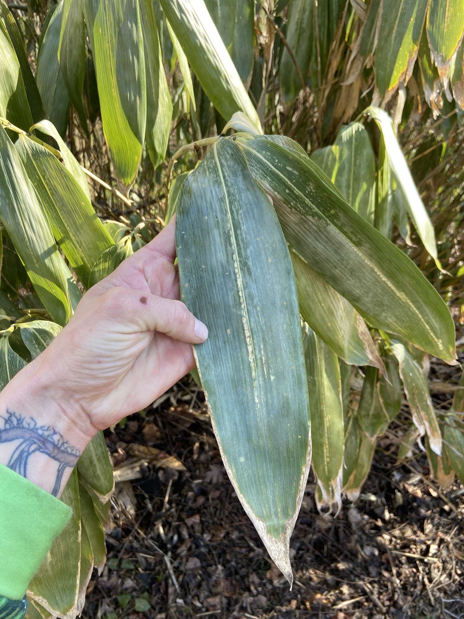 Image of broadleaf bamboo