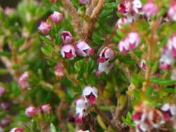 Imagem de Erica hispidula var. hispidula