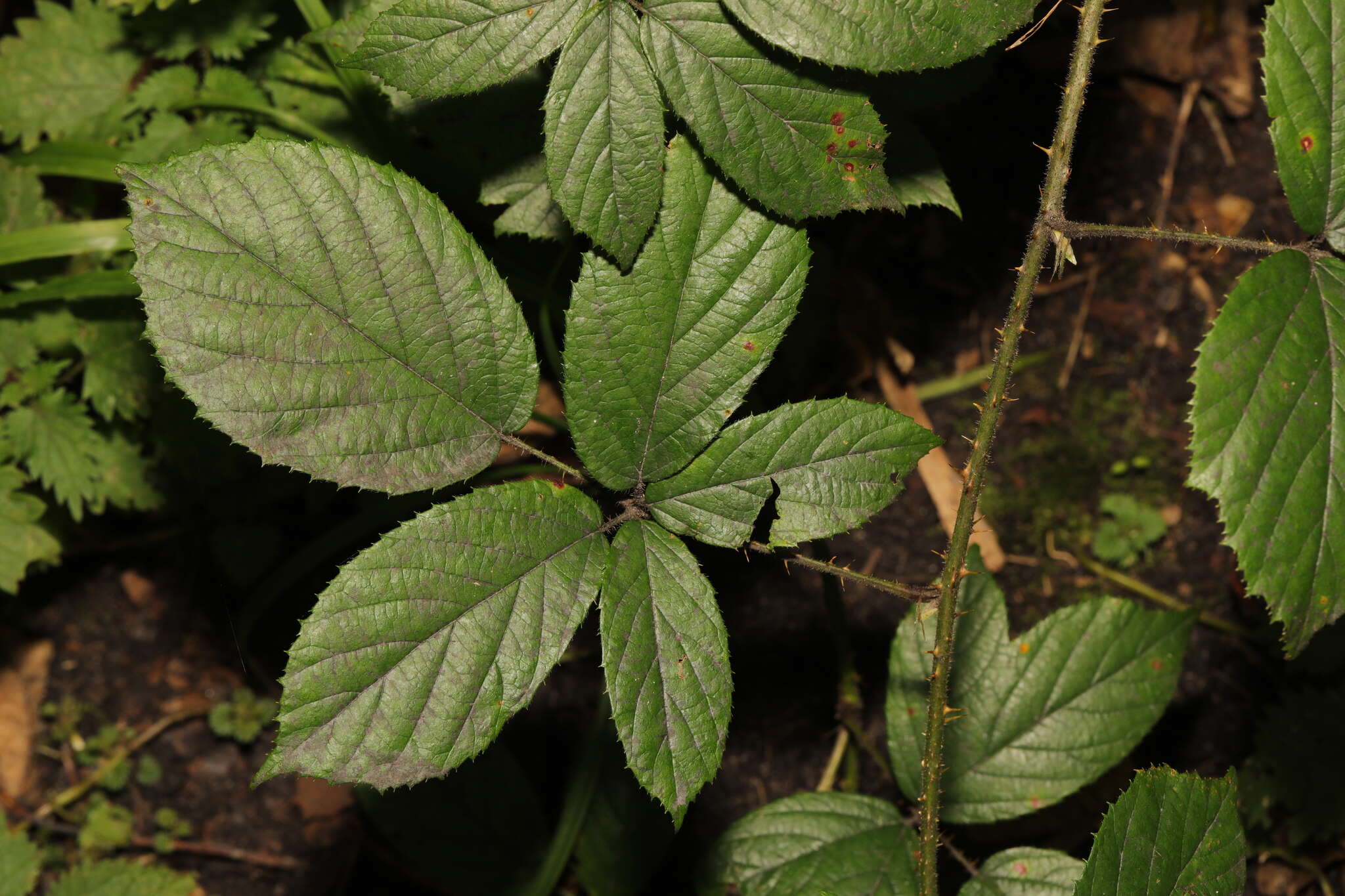 Image of Rubus dasyphyllus (Rogers) Rogers