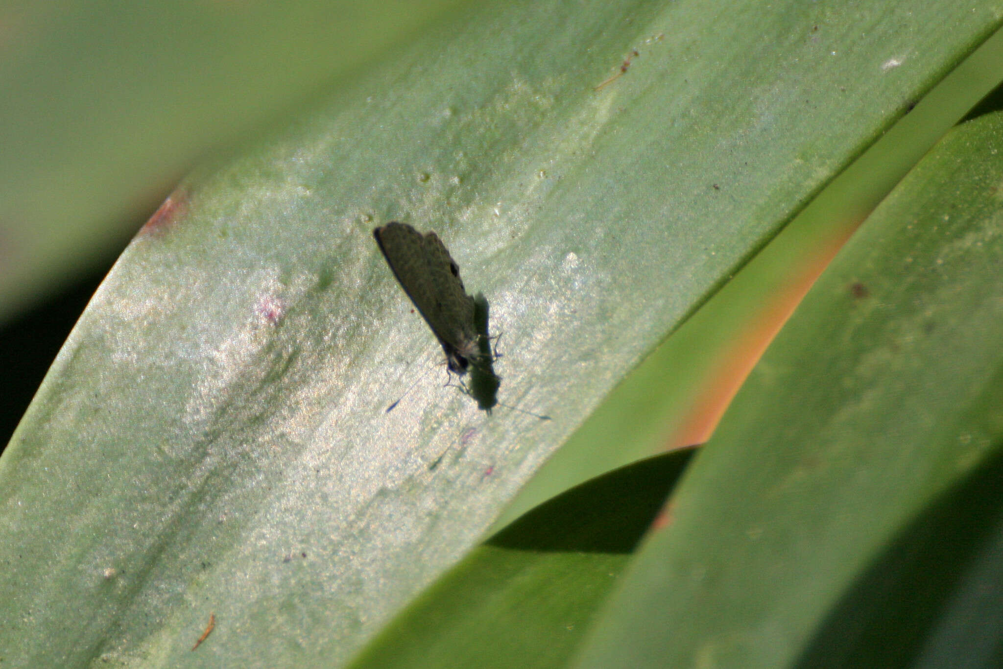 Image of Prosotas dubiosa lumpura (Corbet 1938)