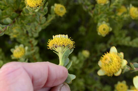 Plancia ëd Leucadendron coriaceum Philipps & Hutchinson