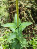 Image of Sinningia sceptrum (Mart.) Wiehler