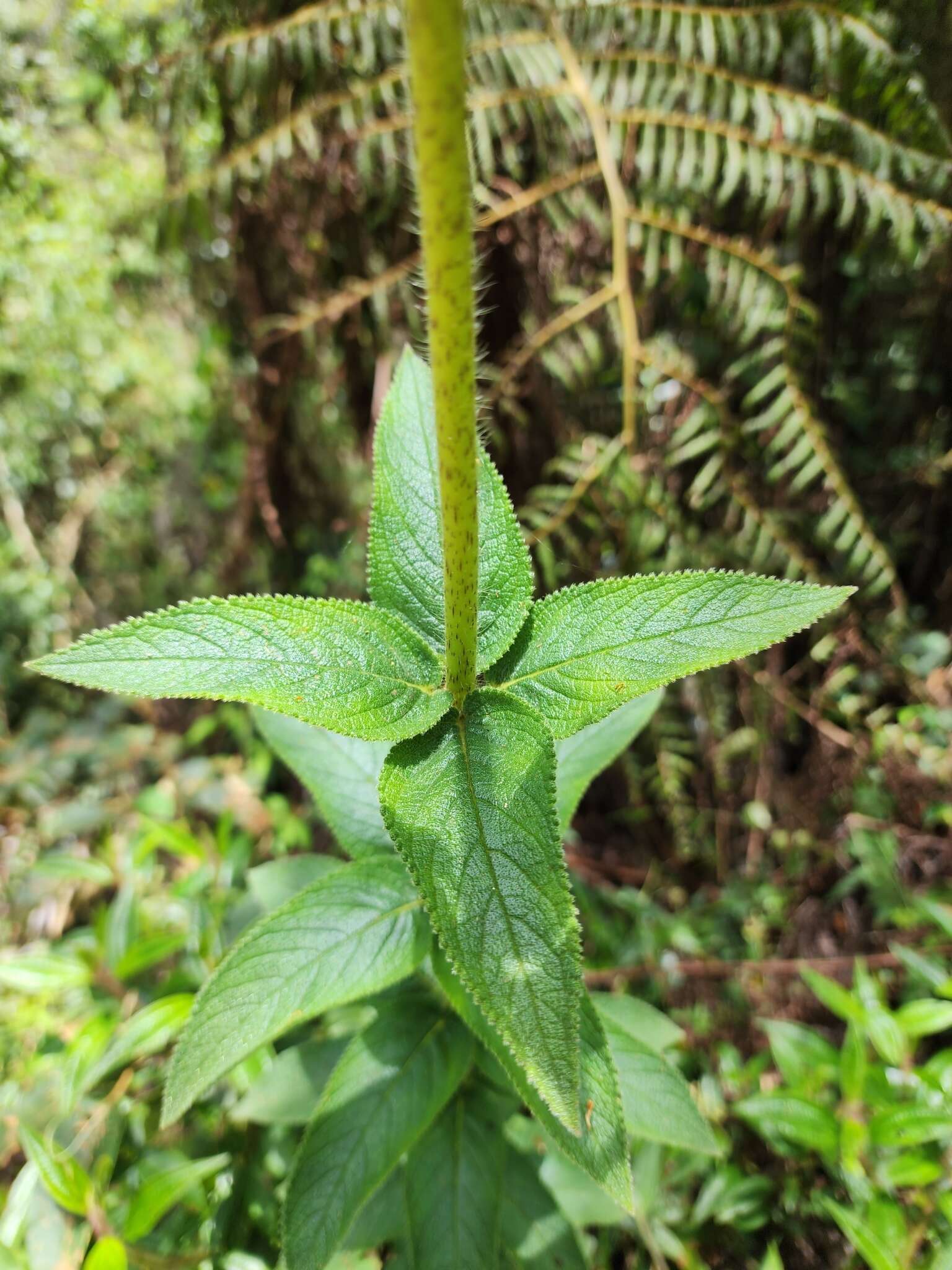 Image of Sinningia sceptrum (Mart.) Wiehler