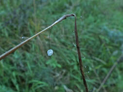 صورة Marasmius limosus Quél. 1878