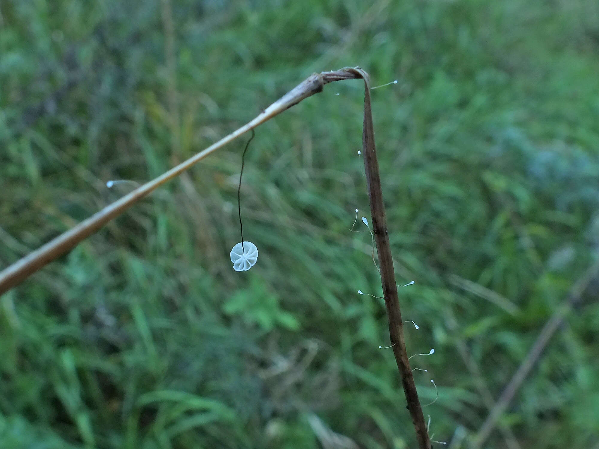 Слика од Marasmius limosus Quél. 1878