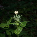 Image of Lactuca hispida DC.