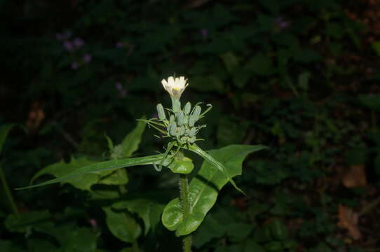 Image de Lactuca hispida DC.