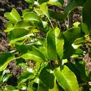 Imagem de Prunus azorica (Mouill.) Rivas Mart., Lousã, Fern. Prieto, E. Días, J. C. Costa & C. Aguiar