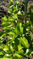 Image of Azores laurel cherry