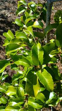 Imagem de Prunus azorica (Mouill.) Rivas Mart., Lousã, Fern. Prieto, E. Días, J. C. Costa & C. Aguiar