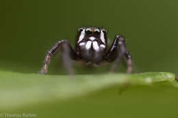 صورة Metaphidippus manni (Peckham & Peckham 1901)