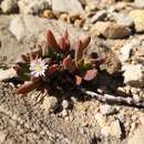 Delosperma guthriei Lavis resmi