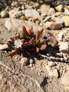 Image of Delosperma guthriei Lavis