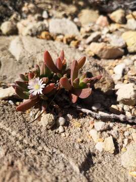 Imagem de Delosperma guthriei Lavis