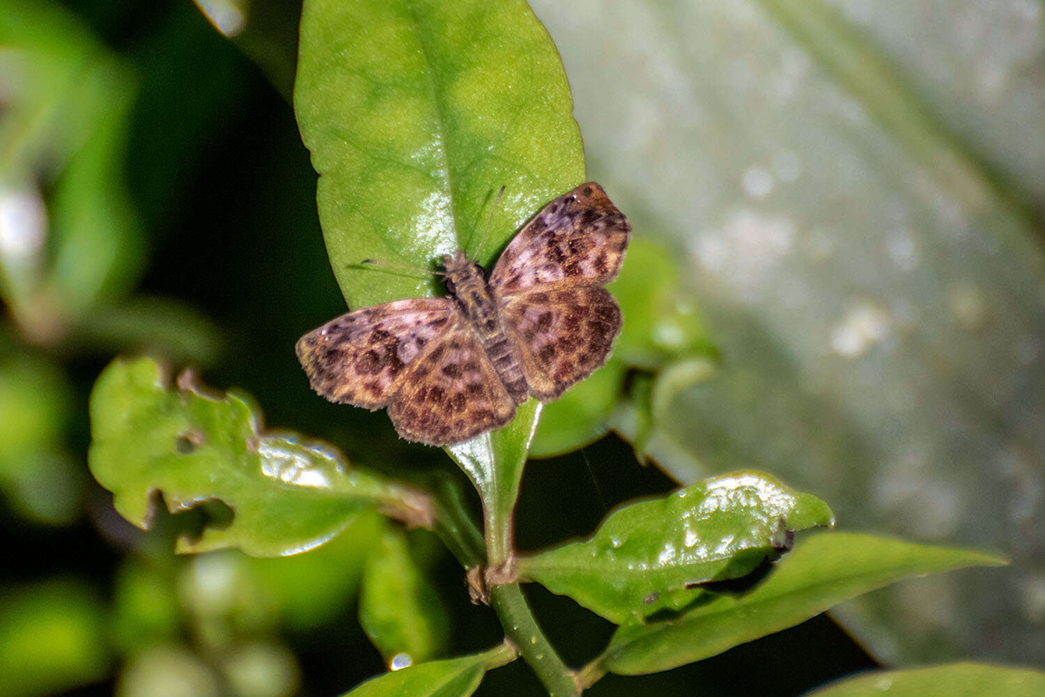 Image of Gorgythion beggina escalophoides Hayward 1941