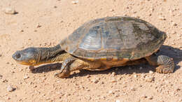 Image of Acanthochelys