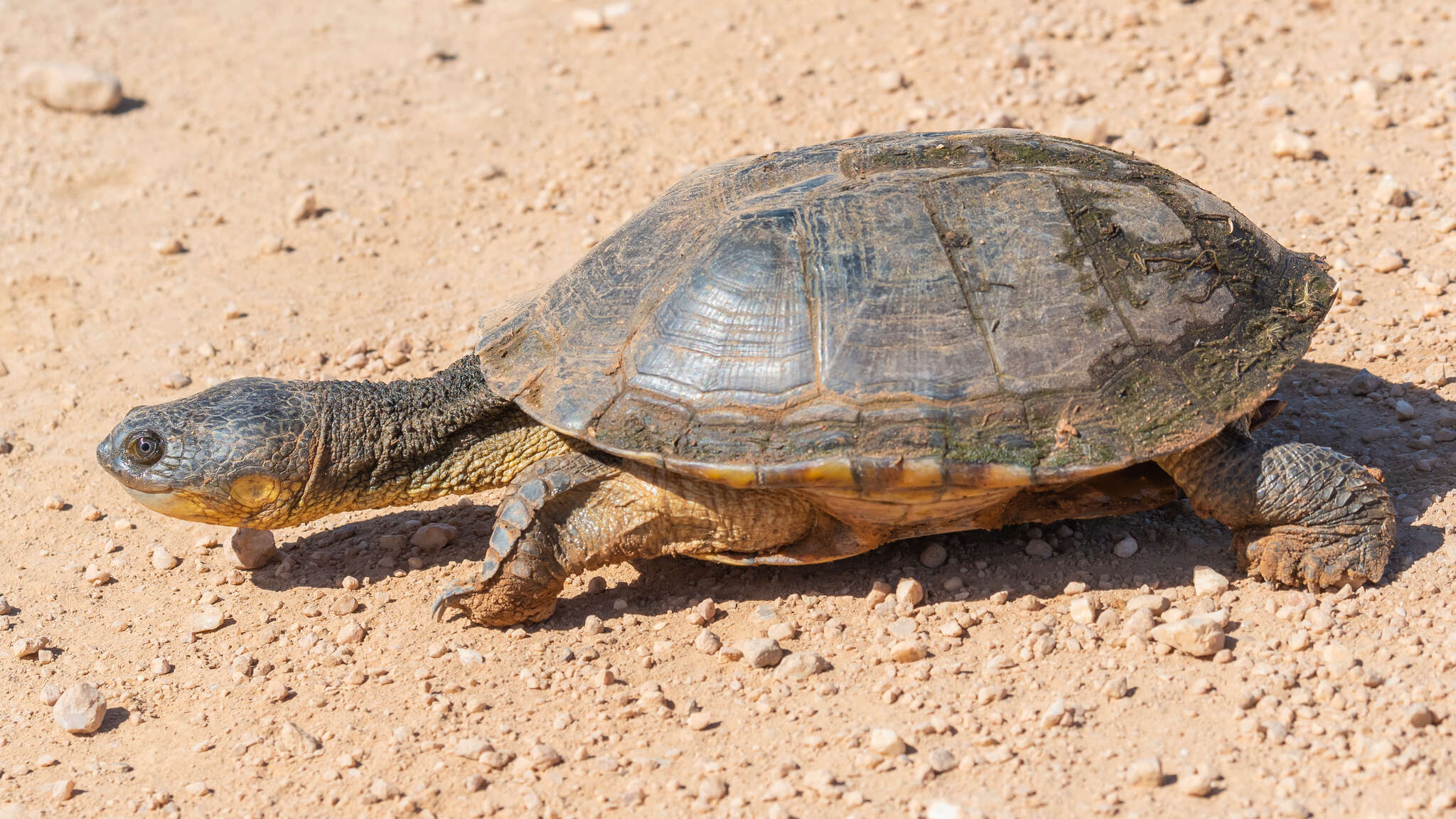 Image de Acanthochelys