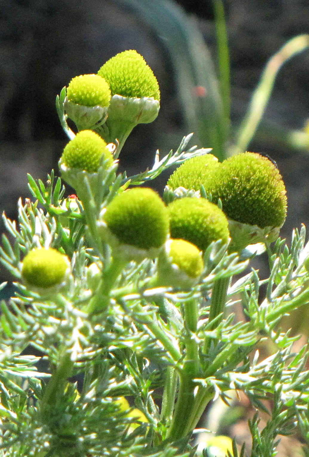 Matricaria discoidea (rights holder: Phil Sellens)