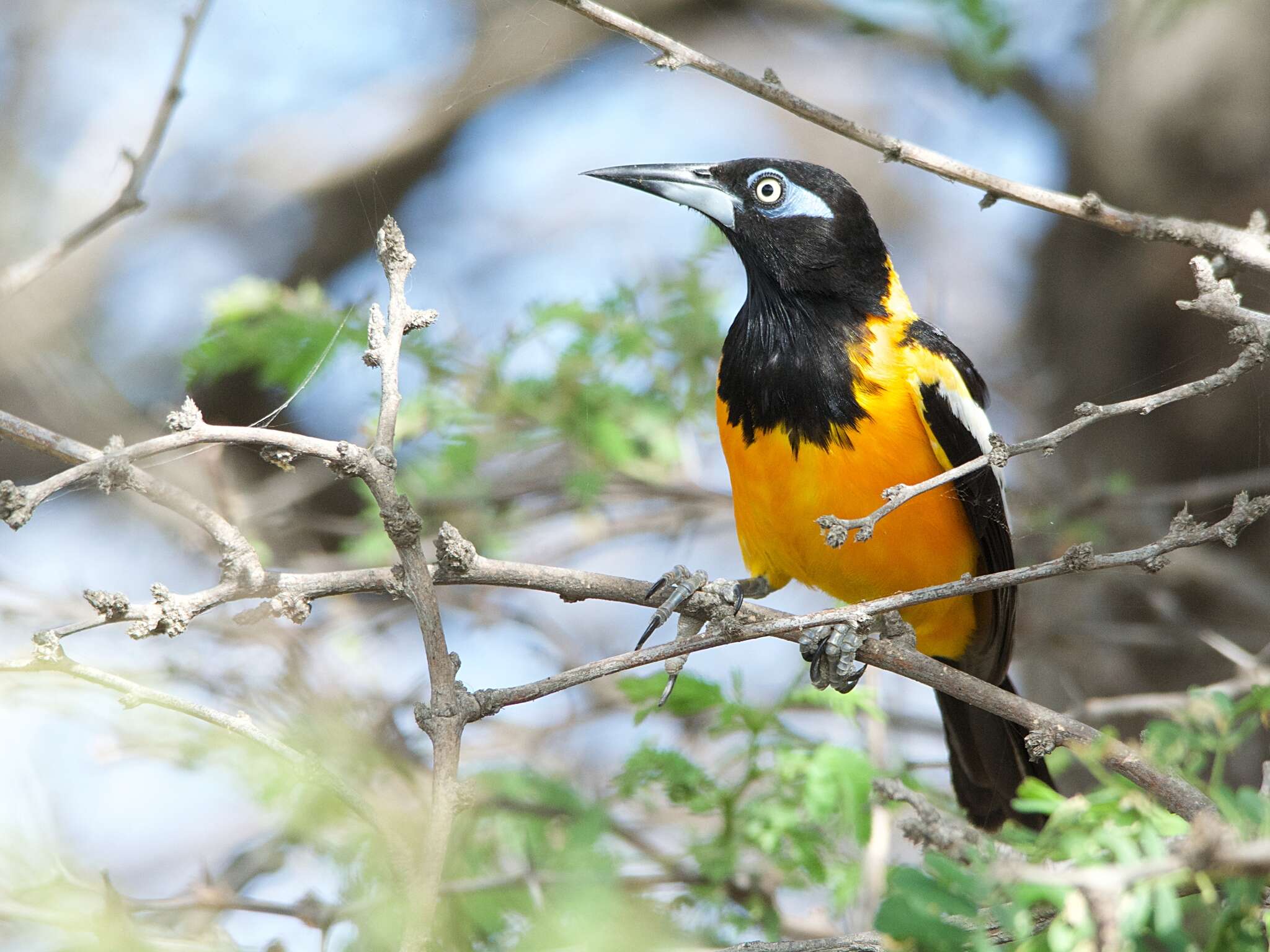 Icterus icterus (Linnaeus 1766) resmi